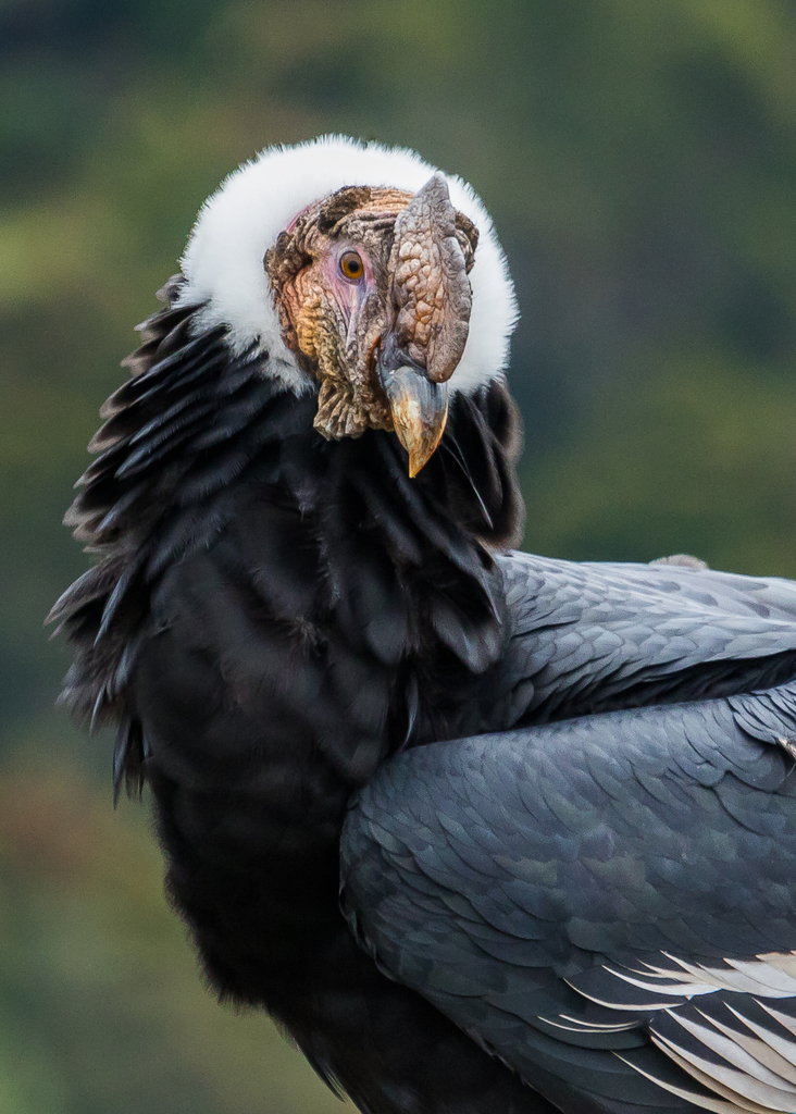 Andean Condor in December 2018 by David Monroy R · iNaturalist