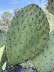 Opuntia chavena