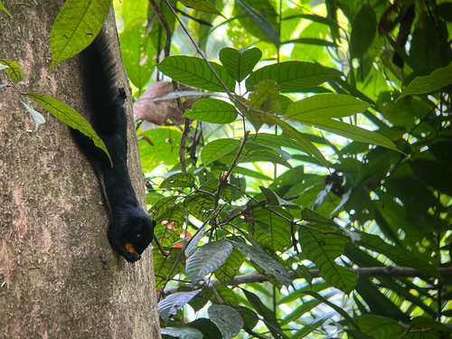 Black Prevost's Squirrel