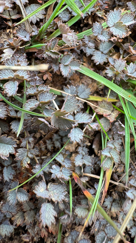 Acaena inermis, photograph 5