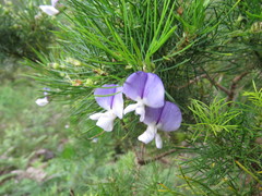 Psoralea pinnata
