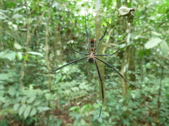 Araneomorphae