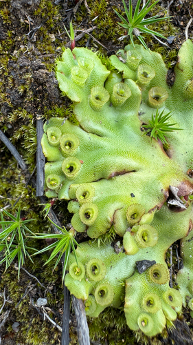 Bonfire Liverwort (Marchantia berteroana)