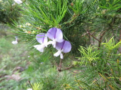 Psoralea pinnata
