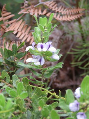 Psoralea obliqua