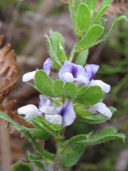 Psoralea obliqua