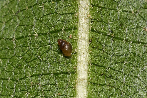 Pacificella baldwini observed 2026-03-16
