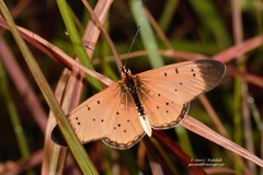 Acraea caldarena
