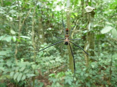 Araneomorphae