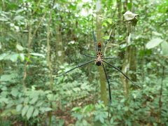 Araneomorphae