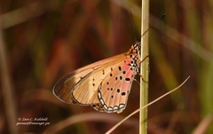 Acraea caldarena