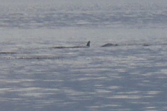 Balaenoptera acutorostrata