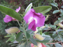 Podalyria myrtillifolia