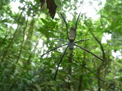 Araneomorphae