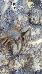 Petrolisthes cabrilloi
