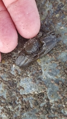 Petrolisthes cabrilloi