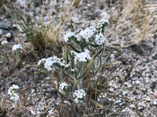 iNaturalist observation photo of narrow-leaved cryptantha