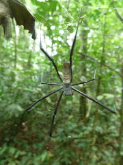 Araneomorphae