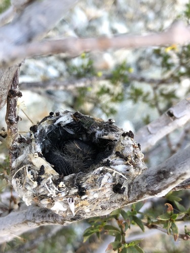 iNaturalist observation photo of Costa's Hummingbird