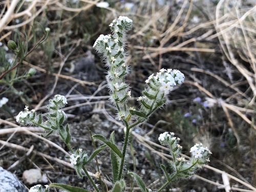 iNaturalist observation photo of borage family