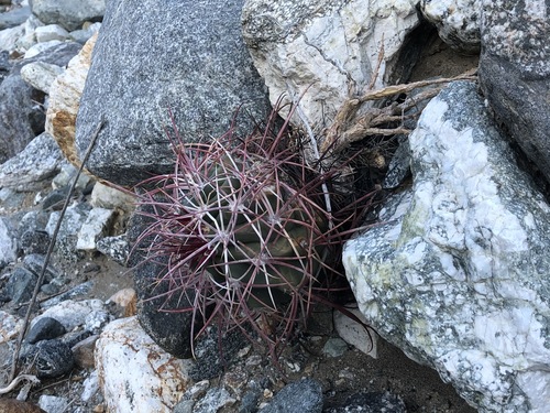 iNaturalist observation photo of California Barrel Cactus