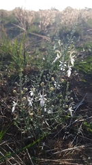 Teucrium racemosum
