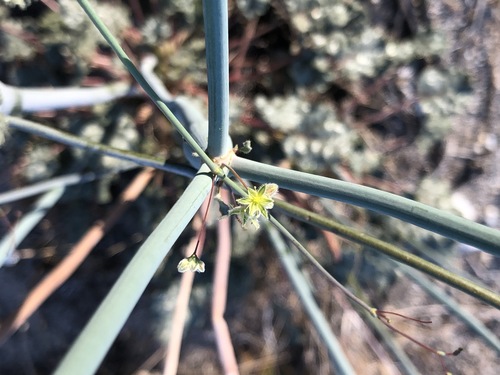 iNaturalist observation photo of Desert Trumpet