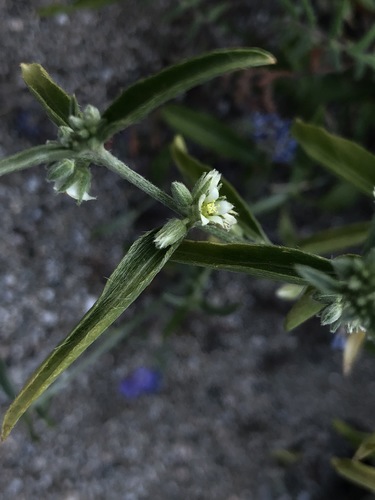 iNaturalist observation photo of Lance-leaved Ditaxis
