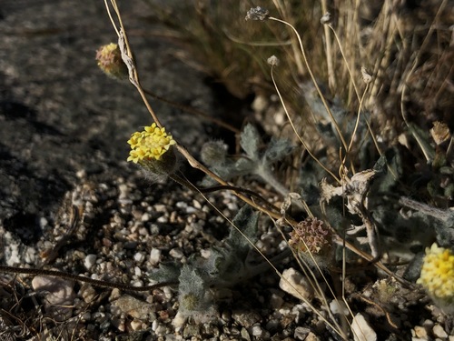 iNaturalist observation photo of yellowhead