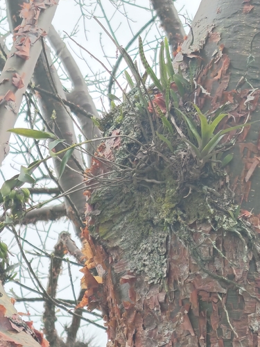 Epidendrum eustirum Ames, F.T.Hubb. & C.Schweinf. 3