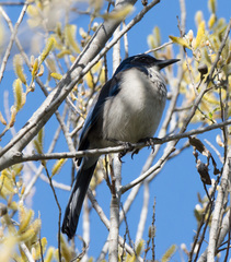 Aphelocoma insularis