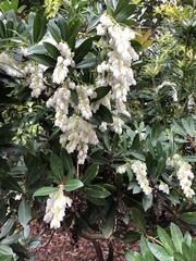 Pieris