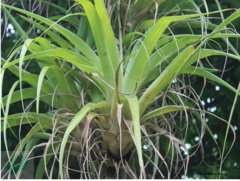 Tillandsia