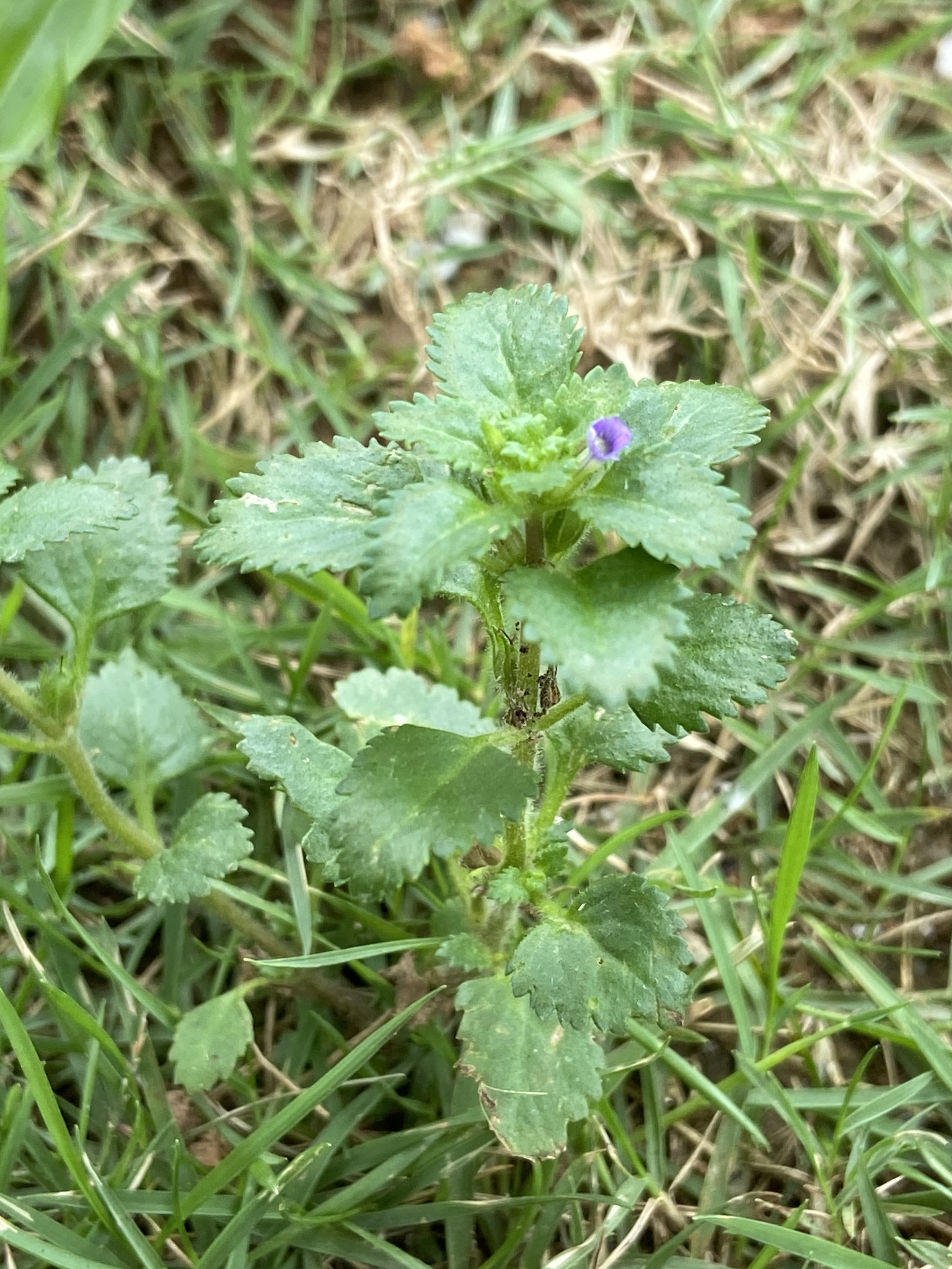 Stemodia verticillata (Stemodia verticillata)