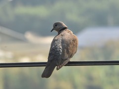 Streptopelia tranquebarica humilis