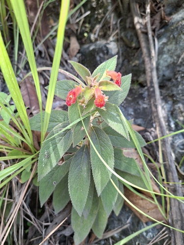spiked kohleria (Kohleria spicata)