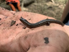 Desmognathus valtos