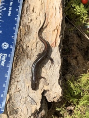 Desmognathus valtos