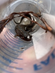 Desmognathus valtos