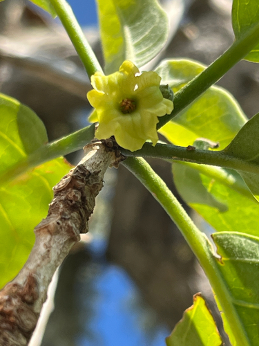 Nothocestrum breviflorum observed 2026-04-01