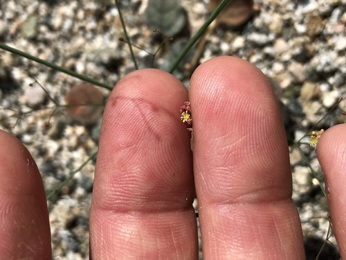 iNaturalist observation photo of Thomas's Wild Buckwheat
