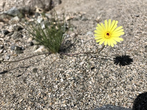 iNaturalist observation photo of desert dandelion