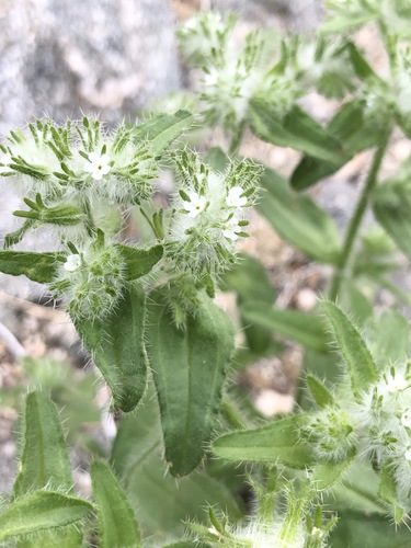 iNaturalist observation photo of bearded cryptantha