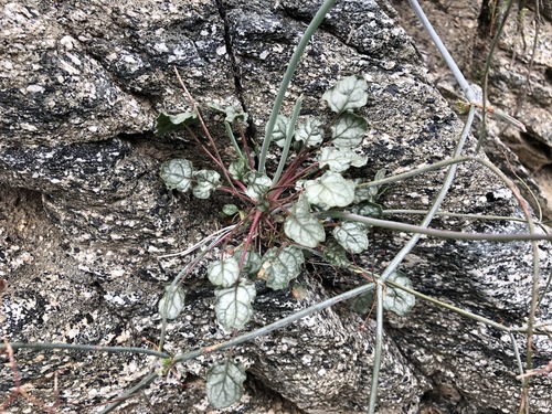 iNaturalist observation photo of Desert Trumpet