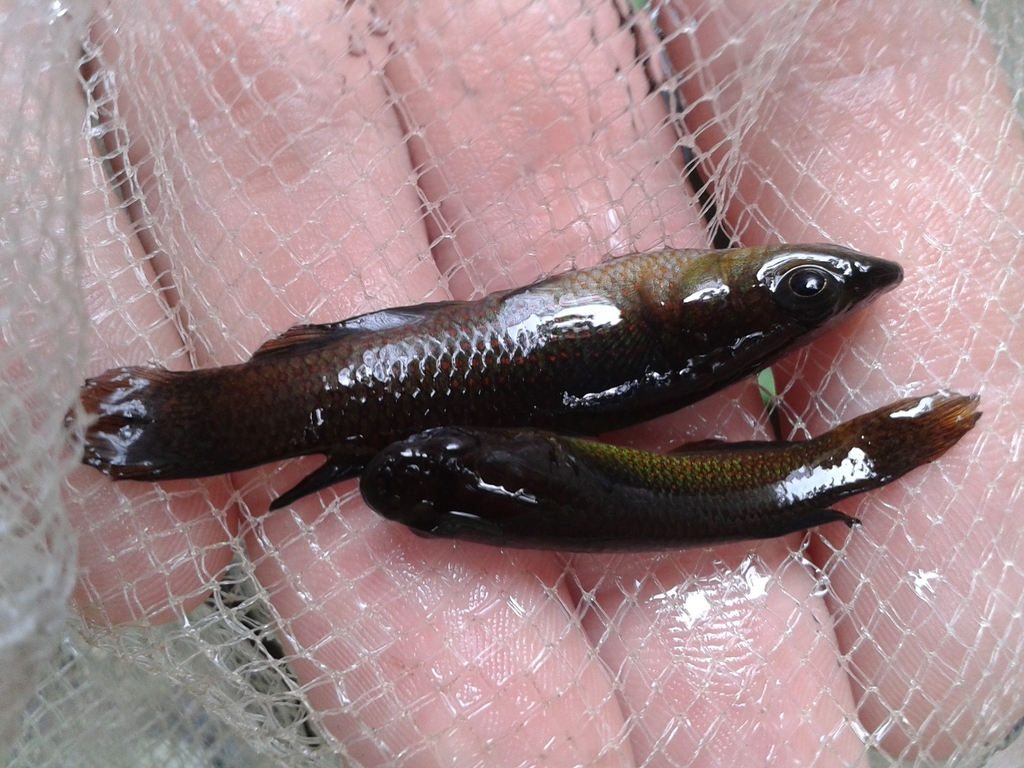 Playfair's Panchax