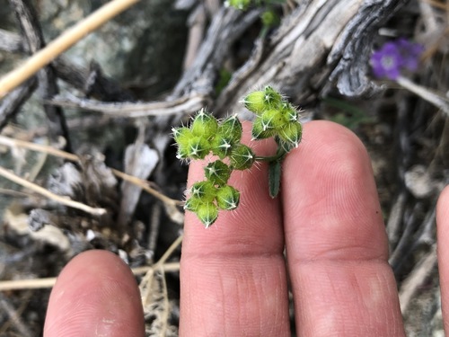 iNaturalist observation photo of Wingnut Cryptantha