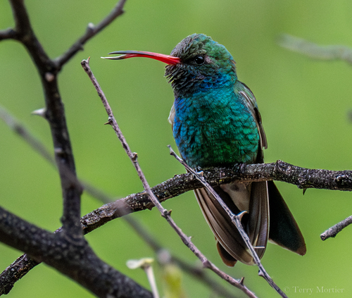 Broad-billed Hummingbird, Patagonia-Sonoita Creek Preserve Visitor Center, 150 Blue Heaven Road, Patagonia, AZ 85624, USA, photo 10 of 10