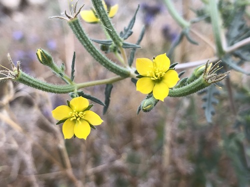 iNaturalist observation photo of Whitestem Blazingstar