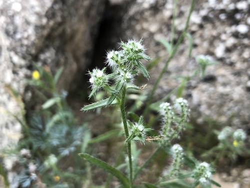 iNaturalist observation photo of Guadalupe cryptantha