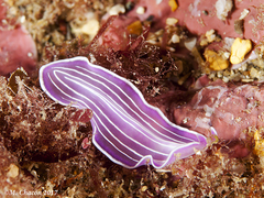 Prostheceraeus roseus